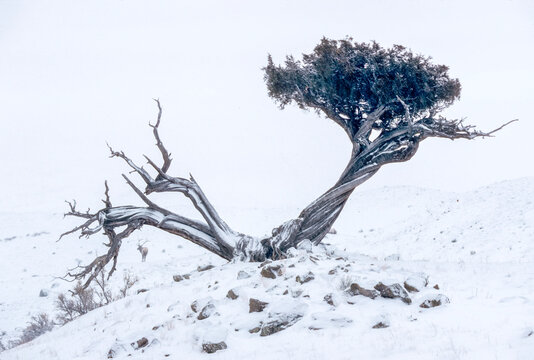 Gnarled juniper tree on snow covered slope with bull elk in the distance, YNP, Montana, USA