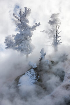 Frost covered conifers emerge through the misty steam in Mammoth Hot Springs; Yellowstone Natural Park, Wyoming, United States of America