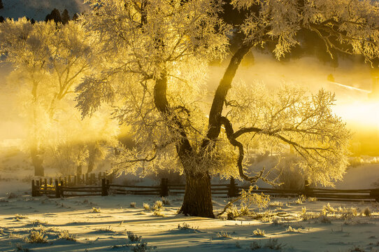Cottonwood tree near fence illuminated by the sunrise in the fog in winter, Lamar Valley, YNP, USA