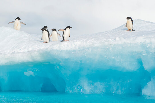 Adelie penguins stand on an iceberg.