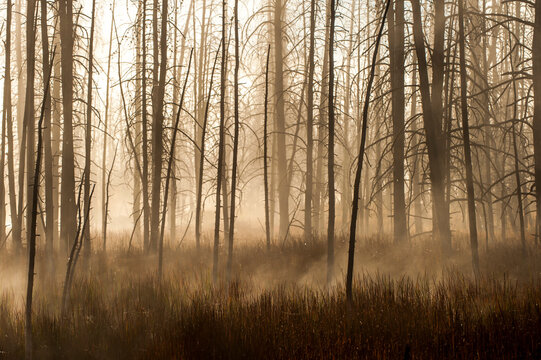 Landscape of fog amid dead trees.