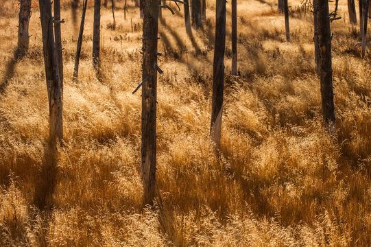 Pine trees in dry grass, also known as bobby sox trees, Yellowstone National Park, USA