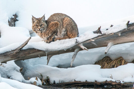 Bobcat (Lynx rufus) resting in the snow on a fallen Lodgepole Pine tree (Pinus contorta), Yellowstone National Park; United States of America