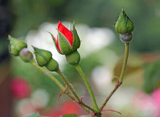 The bud of red Rose