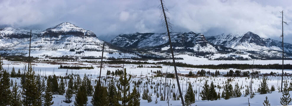 The Trident and new growth at The Thorofare in winter, Upper Yellowstone River Valley, YNP,  USA