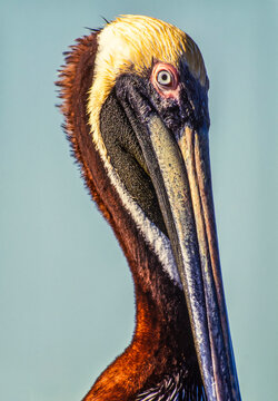 Close-up of the head of a Brown pelican (Pelecanus occidentalis) on the West coast of Florida; Sanibel Island, Florida, United States of America