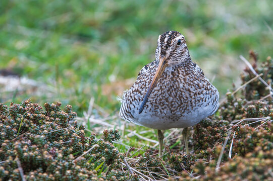 Portrait of a Magellanic snipe (Gallinago magellanica) looking at camera; Falkland Islands, Antarctica