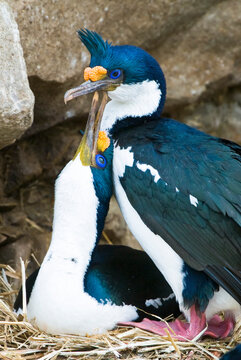 Pair of blue-eyed shags (Phalacrocorax atriceps) affectionately courting and nesting in the rocks along the coast; Antarctica