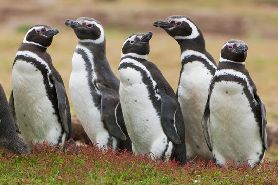 Magellanic penguins (Spheniscus magellanicus) standing on the grass looking at each other; Antarctica