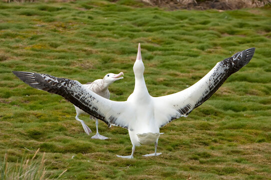 Pair of wandering albatrosses (Diomedea exulans) during mating display; South Georgia Island, Antarctica