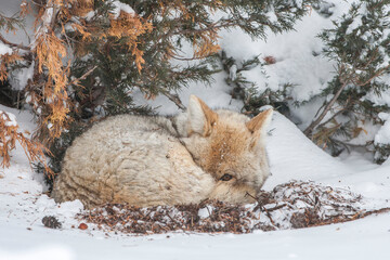 A sleepy coyote (Canis latrans) curled up in a ball under a tree in the snow, peeking at the camera; Yellowstone National Park, United States of America
