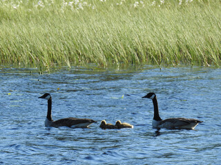 Kanadagänse in einem See nahe Kopparberg, Örebro län, Schweden