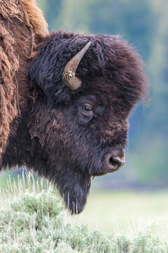 Close-up portrait of the profile of a bison bull (Bison bison) grazing in a grassy field; Yellowstone National Park, Wyoming, United States of America