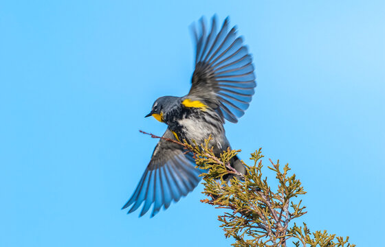 Yellow rumped warbler, Dendroica coronata, in flight.