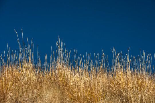 Close-up of yellow long grass and a vivid blue sky; Montana, United States of America