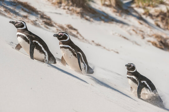 Magellanic penguins (Spheniscus magellanicus) walking up a sandy slope; Falkland Islands, Antarctica