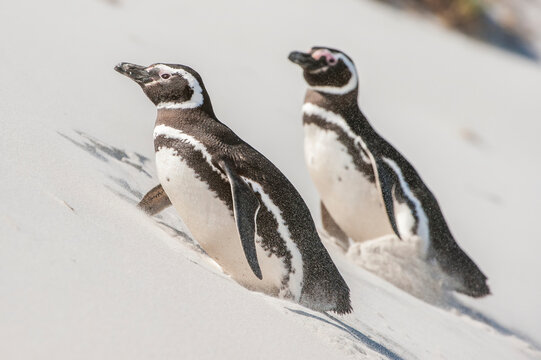 Two magellanic penguins (Spheniscus magellanicus) walking up a sandy slope; Falkland Islands, Antarctica