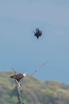 An American crow (Corvus brachyrhynchos) flying over the top and diving at a bald eagle (Haliaeetus leucocephalus) perched on top of a dead tree; Minnesota, United States of America