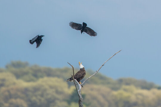 Two American crows (Corvus brachyrhynchos) flying over the top and diving at a bald eagle (Haliaeetus leucocephalus) perched on top of a dead tree; Minnesota, United States of America