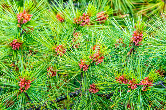 Close-up of pine needles and flower cone clusters on a white pine tree (Pinus strobus); United States of America