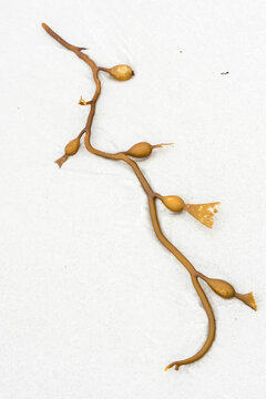 Abstract pattern of a strand of brown kelp (Laminariales) buried in the icy, white sand; Falkland Islands, Antarctica