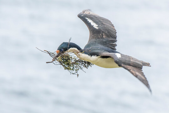 A blue-eyed shag (Phalacrocorax atriceps) flying with twigs in its mouth to build its nest; Falkland Islands, Antarctica
