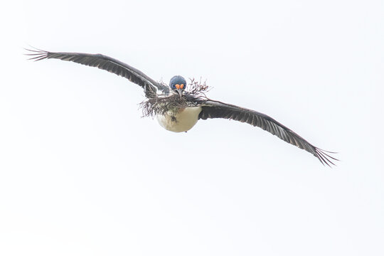 A blue-eyed shag (Phalacrocorax atriceps) flying with twigs in its mouth to build its nest; Falkland Islands, Antarctica