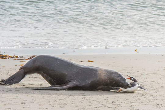 Southern sea lion (Otaria flavescens) attacking a gentoo penguin (Pygoscelis papua) on the beach; Falkland Islands, Antarctica