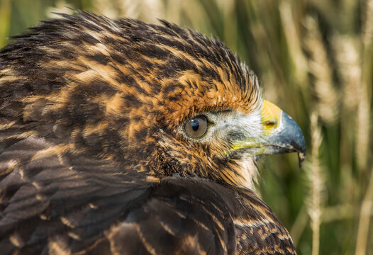 Close-up portrait of a Swainson's hawk (Buteo swainsoni) sitting in the grass; South Dakota, United States of America