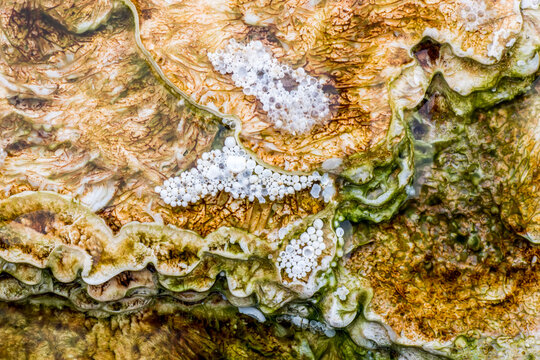 Detail of algae, thermophiles and mineral deposits from a thermal runoff channel at Grassy Spring in Mammoth Hot Springs; Yellowstone National Park, United States of America