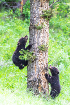 Two American black bear cubs learning to climb a tree, Yellowstone National Park, Wyoming, USA