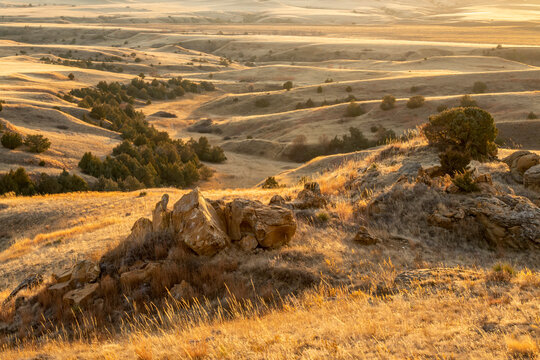 Grassland hills with junipers and shrubs at sunset, Murphy Ranch, SK, USA