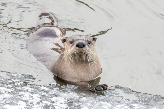 Portrait of a Northern river otter (Lutra canadensis) swimming in the icy water resting close to shore, looking at camera; Yellowstone National Park, United States of America