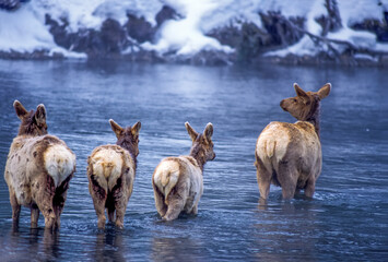 View taken from behind of four elk (Cervus canadensis) wading into the cold water of the Madison River in winter; Yellowstone National Park; Wyoming, United States of America