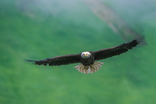 Portrait of a majestic bald eagle (Haliaeetus leucocephalus) soaring in mid-flight; Alaska, United States of America