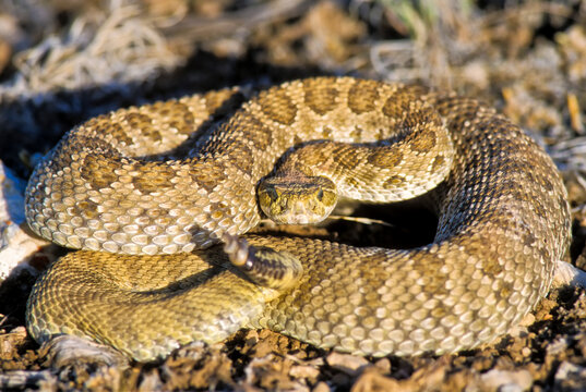 Amazing close-up portrait of a prairie rattlesnake (Crotalis viridis) looking at camera; Montana, United States of America