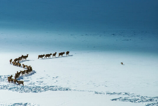Elk traveling in a curved line while a coyote looks for mice in the snow, YNP, Wyoming, USA