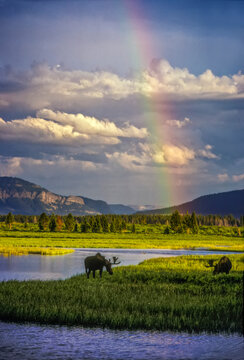 Rainbow over a pair of moose at Yellowstone and Beaverdam Marsh, Yellowstone National Park, USA