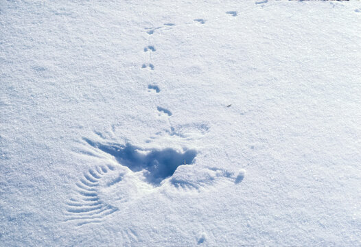 Wing prints and animal tracks of a mouse in the snow, Yellowstone National Park, Wyoming, USA