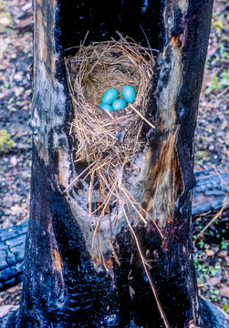 A robin nested and laid four eggs (Turdus migratorius) inside a burned out tree trunk that had been charred by the fires of 1988 in Yellowstone National Park; Wyoming, United States of America