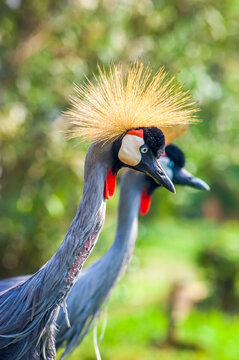 Portrait of two grey crowned cranes, Rwanda, Africa