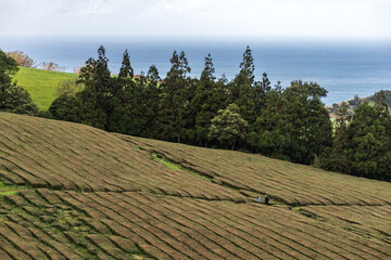Tea plantation in Sao Miguel island. Azores archipelago, Portugal.