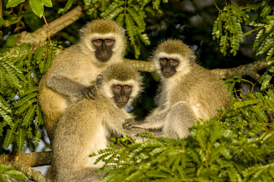 Three vervet monkeys, Cercopithecus Aethiops, perched in a tree.