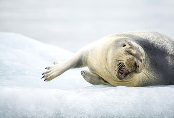 Bearded seal, Erignathus barbatus, stretching and yawning on sea ice.
