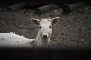 Portrait of a white deer standing behind a wooden fence.