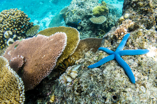 A blue sea star rests on a tropical reef.