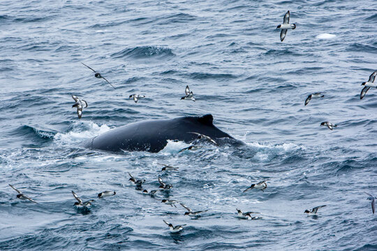 Humpback whale and pintado petrels at the surface of the water.
