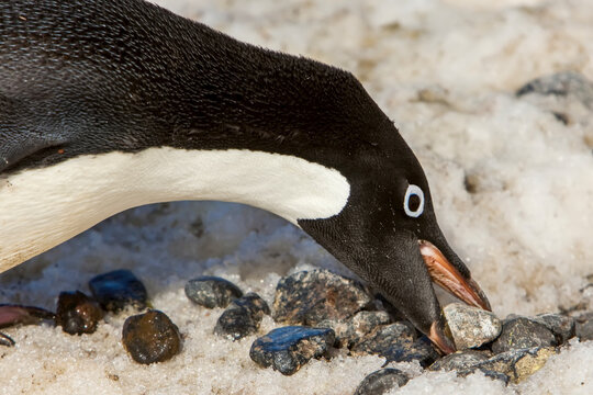 Nest building behavior of an Adelie penguin.