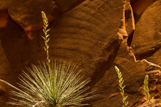 A soap tree yucca plant grows on the banks of the Colorado River.