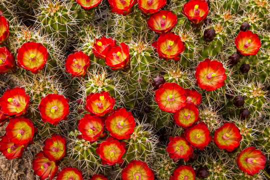 Close view of a colorful claretcup hedgehog cactus.